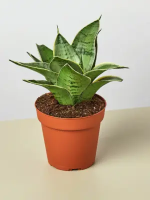 Snake Plant 'Starlight' Misty