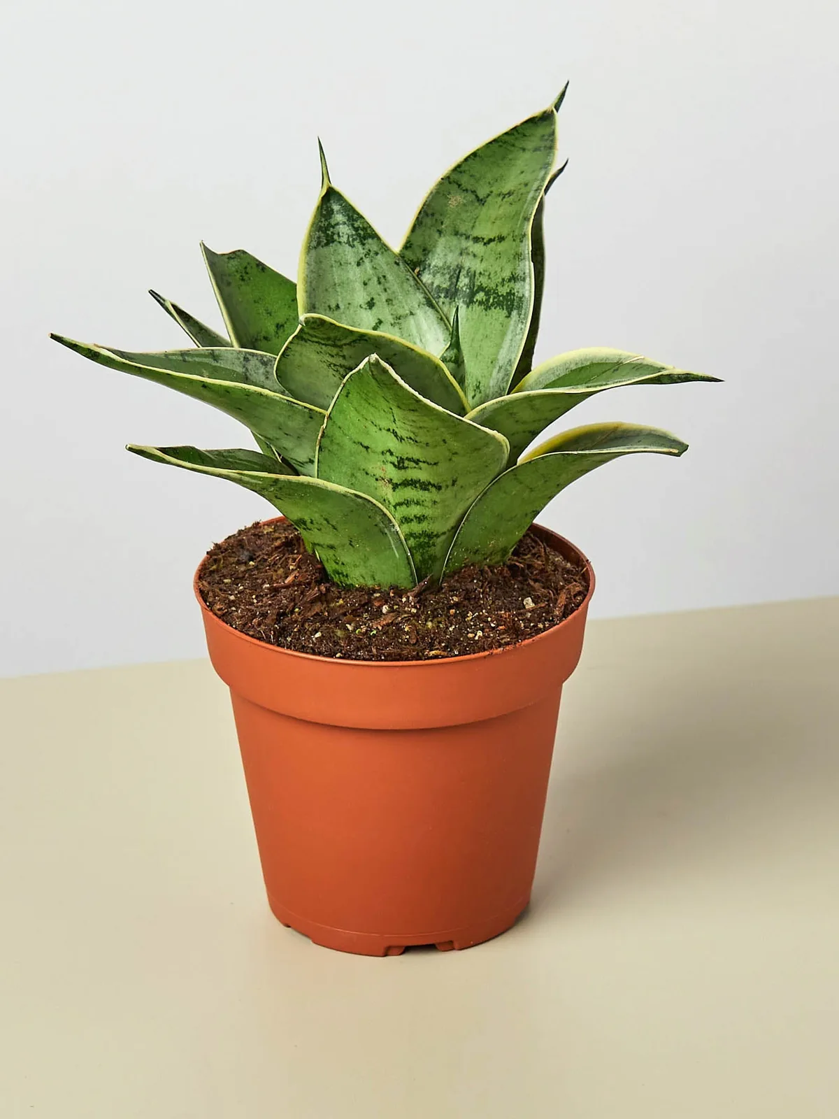 Snake Plant 