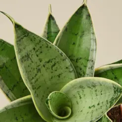 Snake Plant 'Starlight' Misty — leaf detail close-up