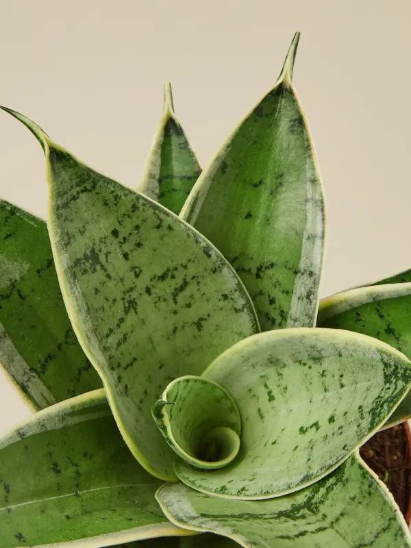 Snake Plant 'Starlight' Misty — leaf detail close-up