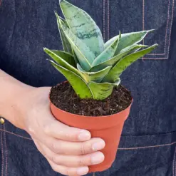 Snake Plant 'Starlight' Misty — held in hand for size reference