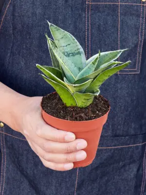 Snake Plant 'Starlight' Misty — held in hand for size reference