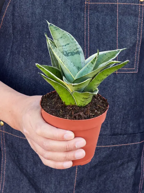 Snake Plant 'Starlight' Misty — held in hand for size reference