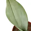 Snake Plant Moonshine