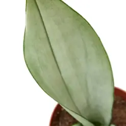 Snake Plant Moonshine