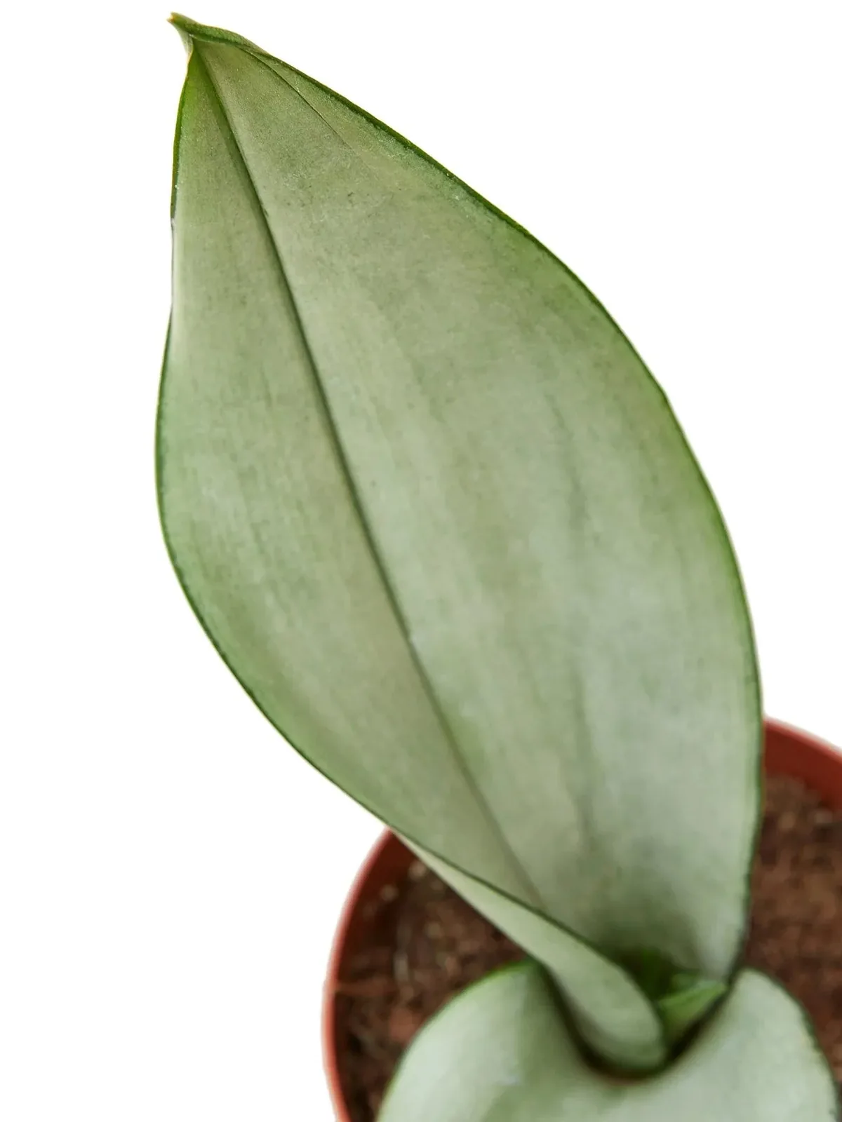 Snake Plant Moonshine