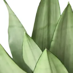 Snake Plant Moonshine — additional view