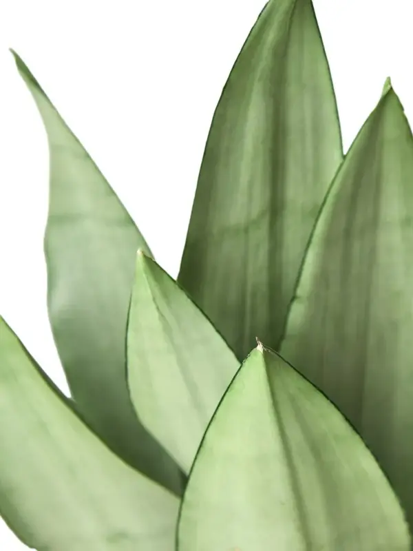 Snake Plant Moonshine — additional view