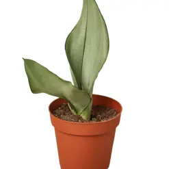 Snake Plant Moonshine — additional view