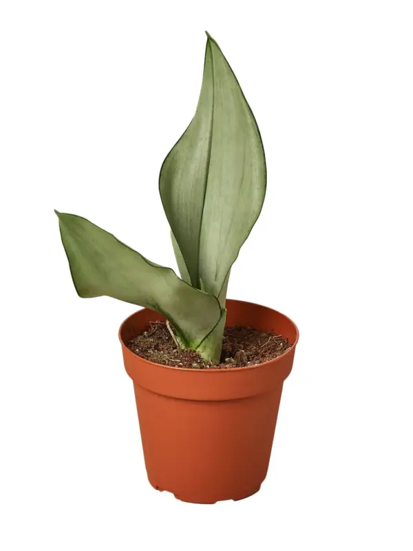 Snake Plant Moonshine — additional view