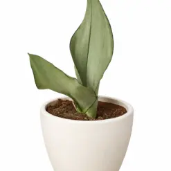 Snake Plant Moonshine — additional view