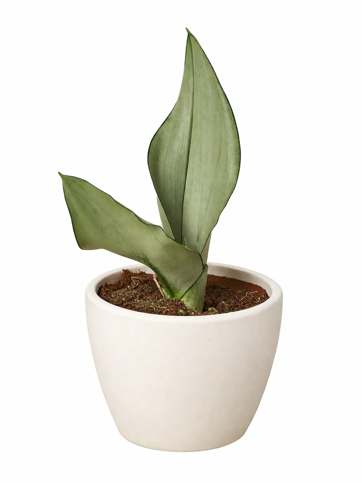 Snake Plant Moonshine — additional view