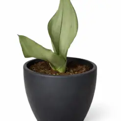Snake Plant Moonshine — additional view