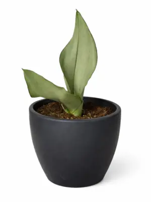 Snake Plant Moonshine — additional view