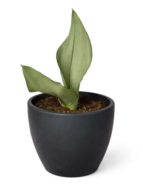 Snake Plant Moonshine — additional view