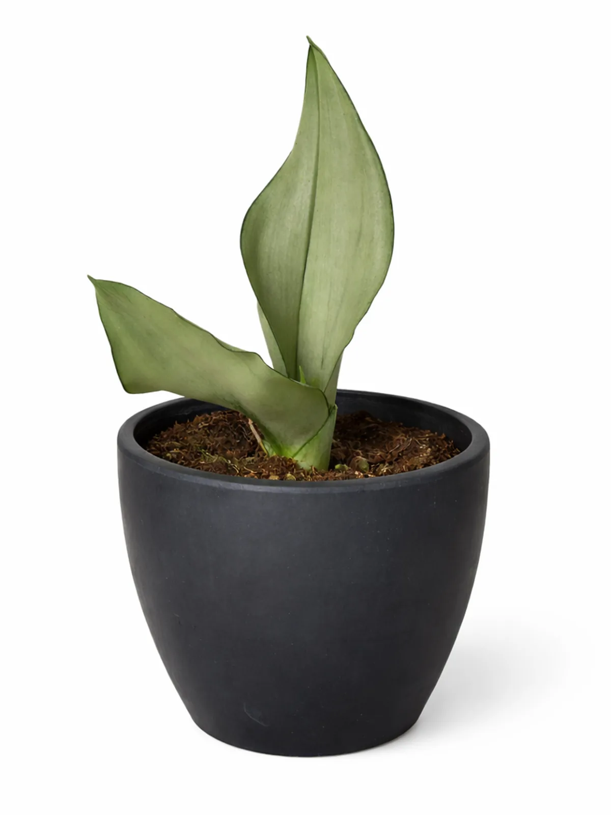 Snake Plant Moonshine — additional view