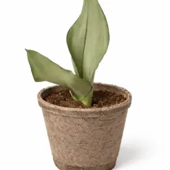 Snake Plant Moonshine — additional view