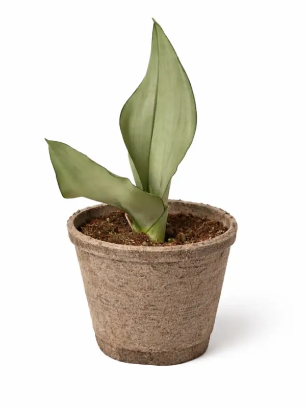 Snake Plant Moonshine — additional view