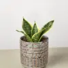 Snake Plant 'Laurentii Dwarf' Ocean Star