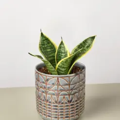 Snake Plant 'Laurentii Dwarf' Ocean Star