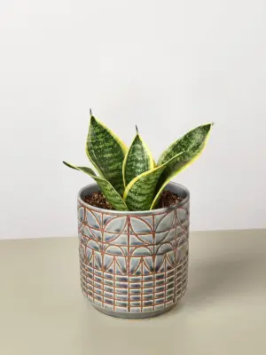 Snake Plant 'Laurentii Dwarf' Ocean Star