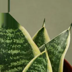 Snake Plant 'Laurentii Dwarf' Ocean Star — leaf detail close-up