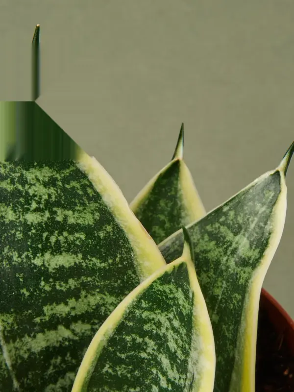 Snake Plant 'Laurentii Dwarf' Ocean Star — leaf detail close-up