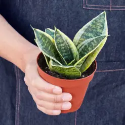 Snake Plant 'Laurentii Dwarf' Ocean Star — held in hand for size reference