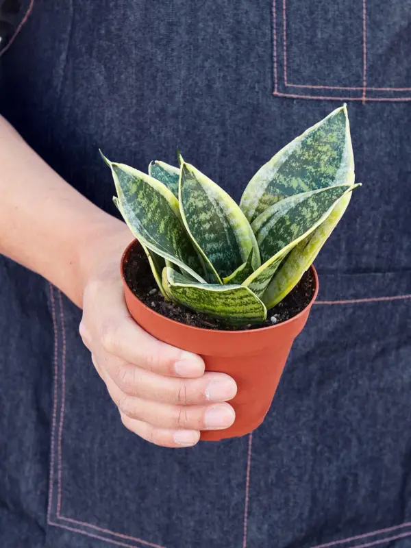 Snake Plant 'Laurentii Dwarf' Ocean Star — held in hand for size reference
