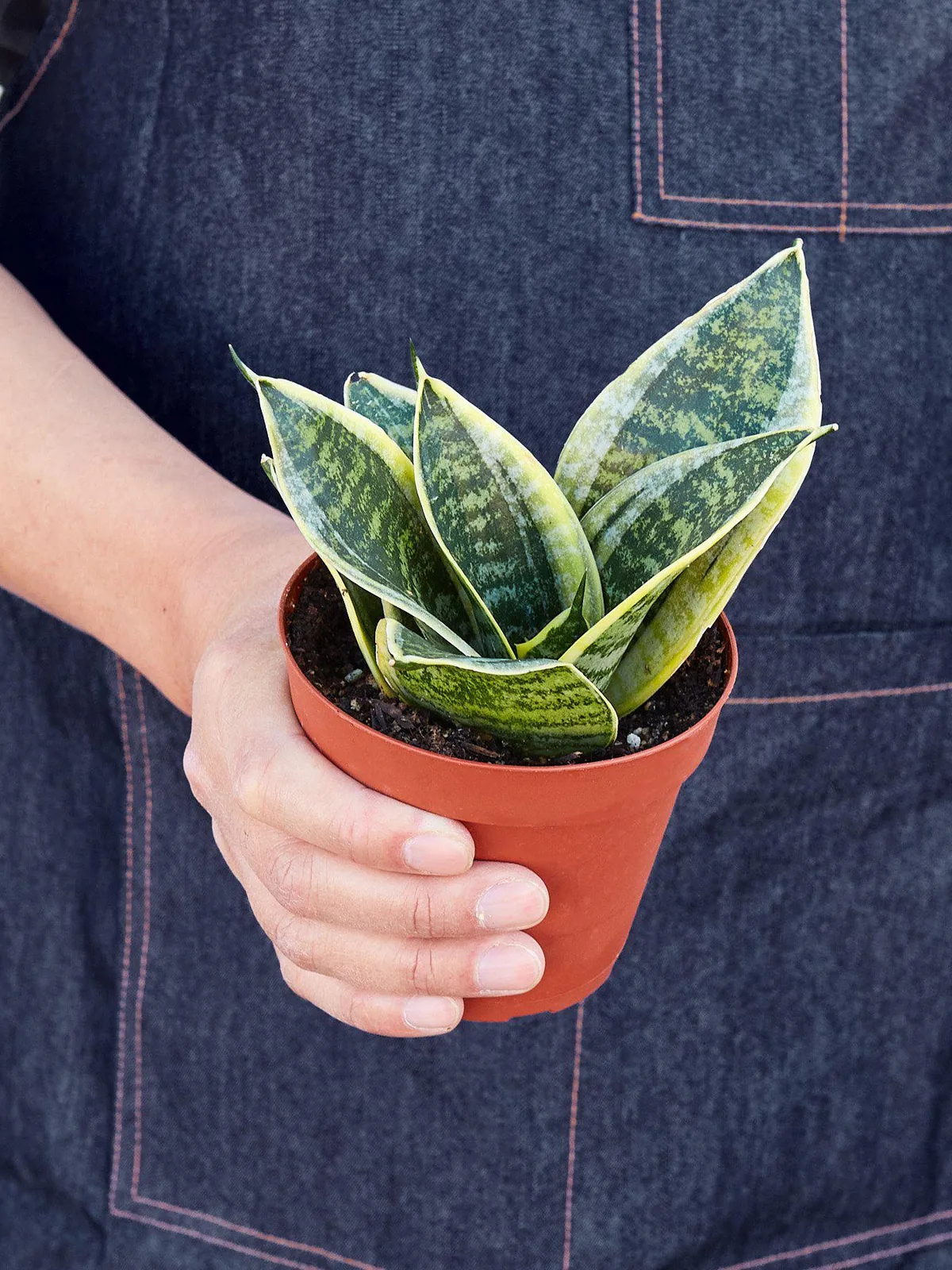 Snake Plant 