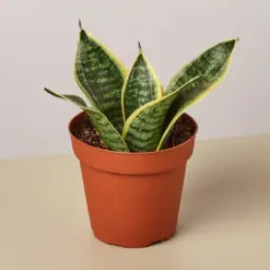Snake Plant 'Laurentii Dwarf' Ocean Star — 