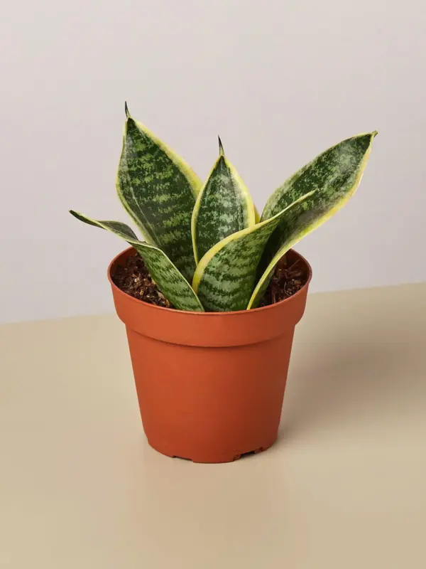 Snake Plant 'Laurentii Dwarf' Ocean Star —
