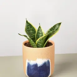 Snake Plant 'Laurentii Dwarf' Ocean Star — additional view