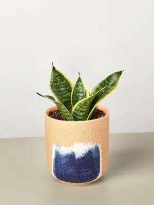 Snake Plant 'Laurentii Dwarf' Ocean Star — additional view