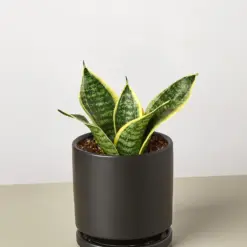 Snake Plant 'Laurentii Dwarf' Ocean Star — additional view
