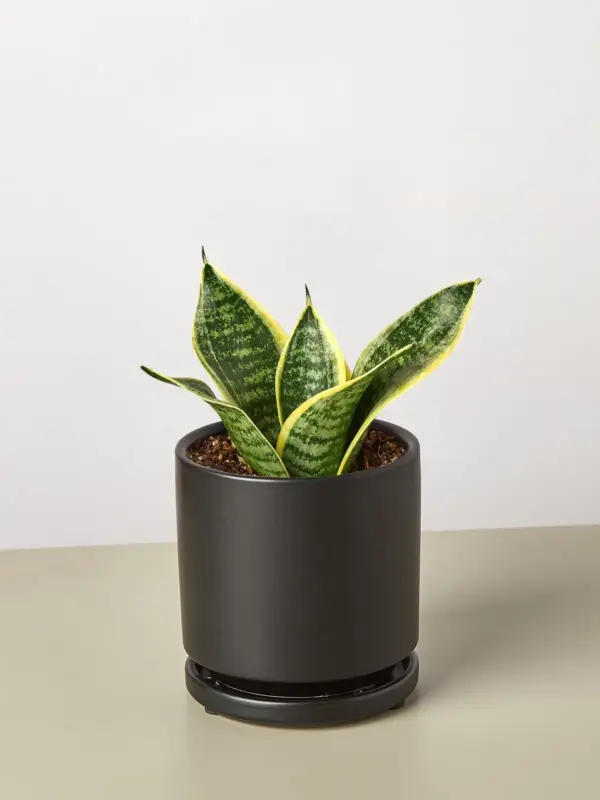 Snake Plant 'Laurentii Dwarf' Ocean Star — additional view