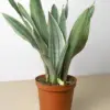 Snake Plant 'Sayuri'