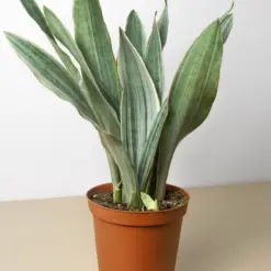 Snake Plant 'Sayuri'