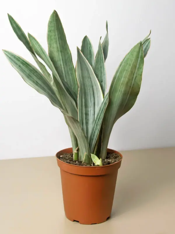 Snake Plant 'Sayuri'