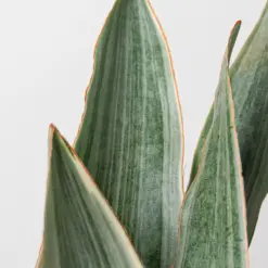 Snake Plant 'Sayuri' — additional view
