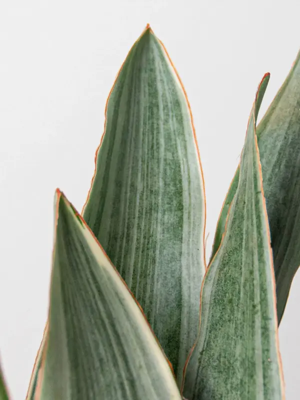 Snake Plant 'Sayuri' — additional view