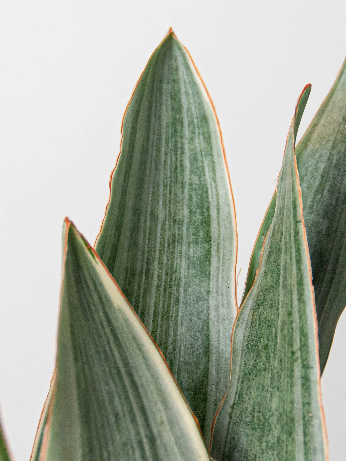 Snake Plant 