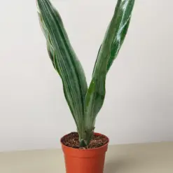 Snake Plant 'Sayuri' — additional view