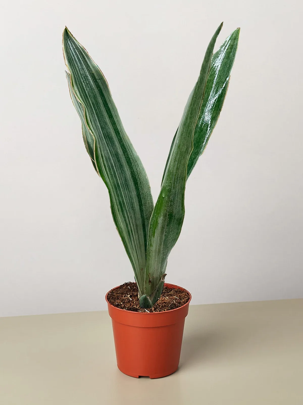 Snake Plant 