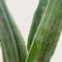 Snake Plant 'Sayuri' — additional view