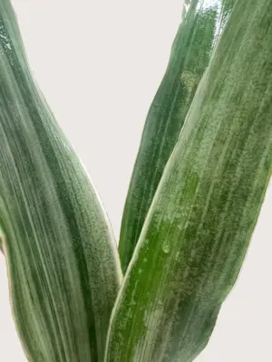 Snake Plant 'Sayuri' — additional view