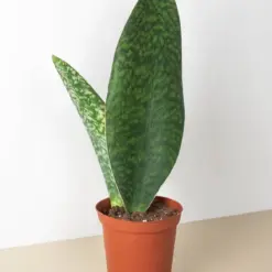 Shark Fin Snake Plant