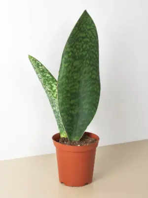 Shark Fin Snake Plant