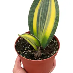 Variegated Shark Fin Snake Plant