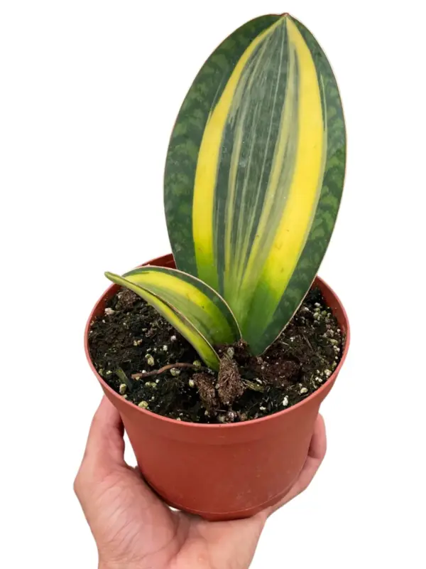 Variegated Shark Fin Snake Plant